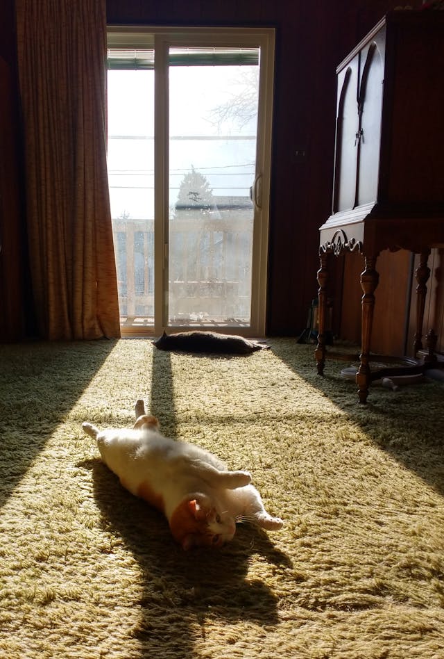 Cat in a sunbeam