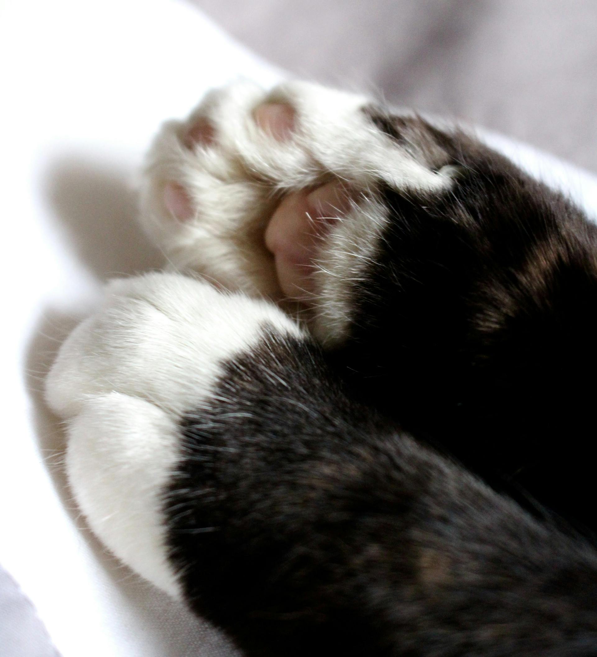 cat feet by Clare Chester