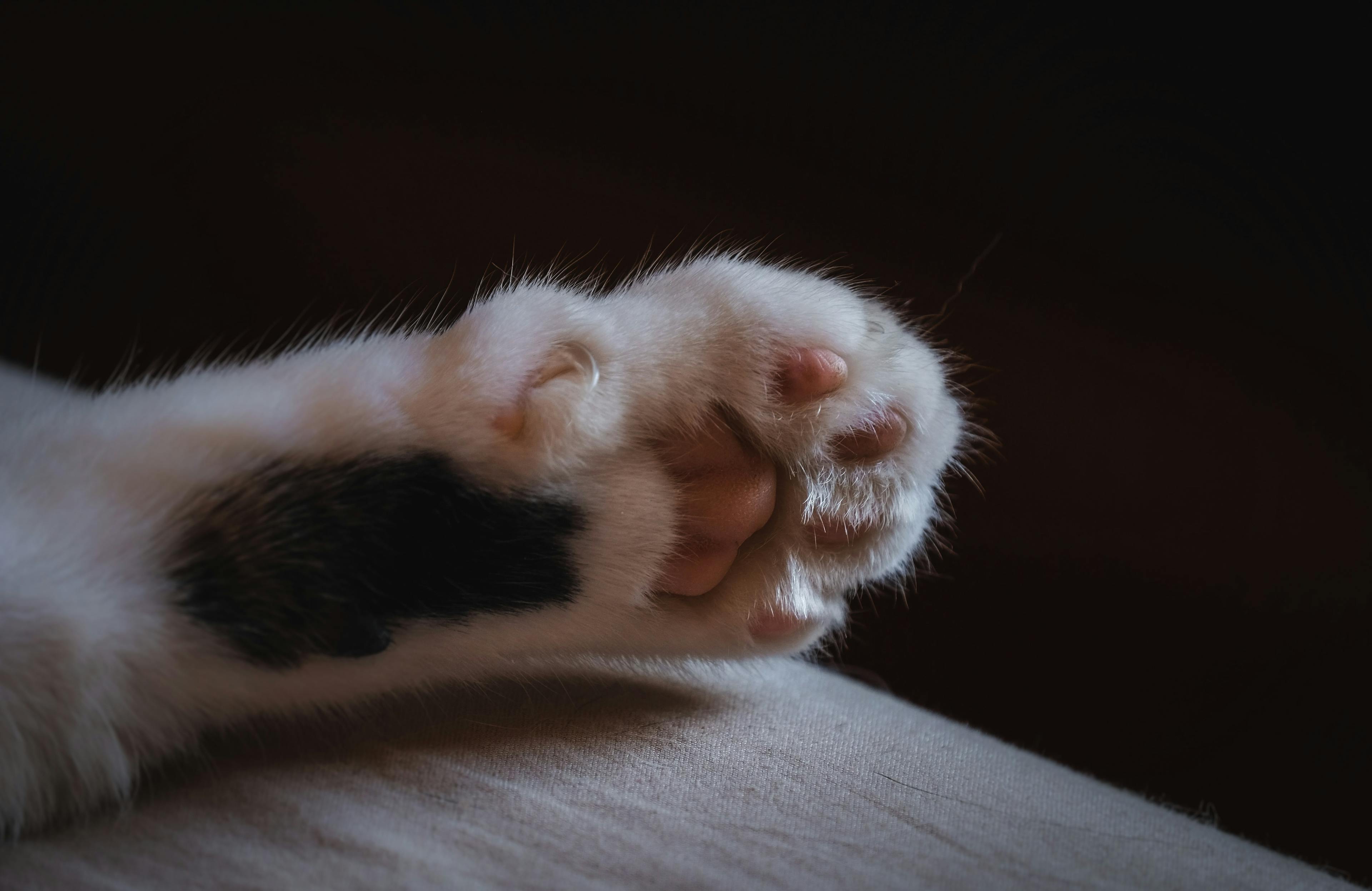 Paw of white and black cat by Francesco Ungaro