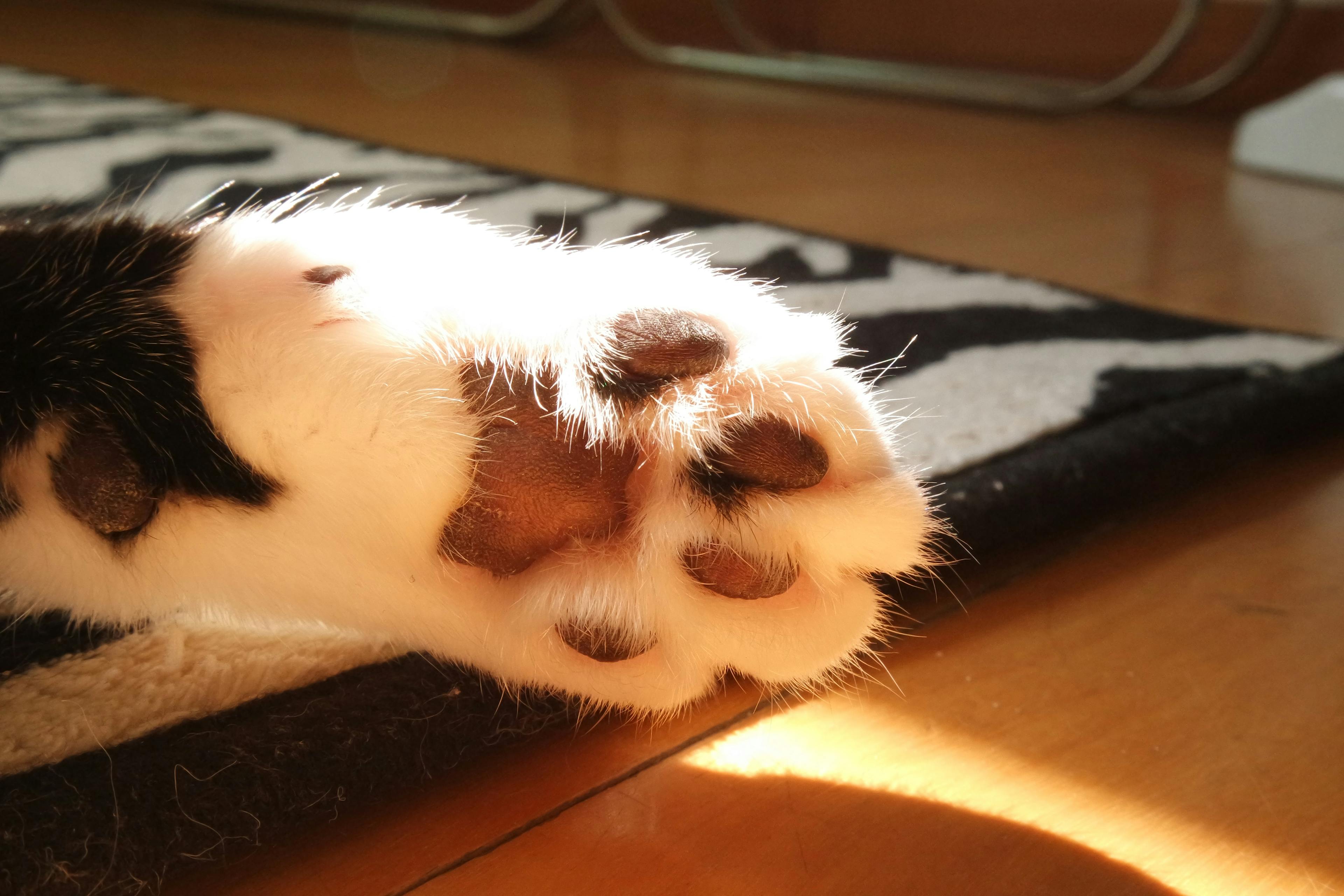 a close up of a cat's paw on a rug